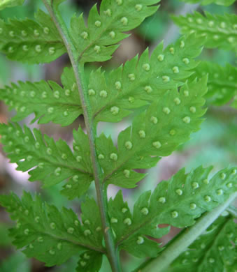 image of Dryopteris carthusiana, Spinulose Woodfern, Toothed Woodfern