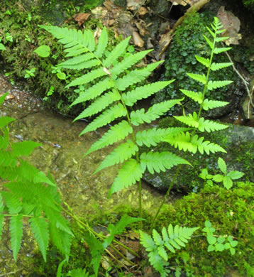 image of Dryopteris celsa, Log Fern