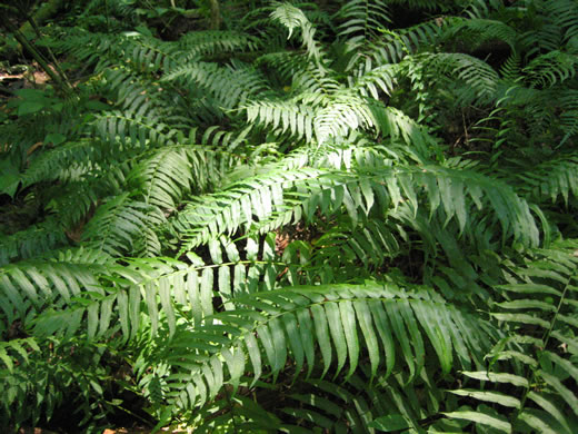 image of Diplaziopsis pycnocarpa, Glade Fern