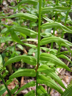 image of Diplaziopsis pycnocarpa, Glade Fern