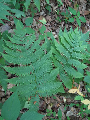 image of Dryopteris goldieana, Goldie's Woodfern