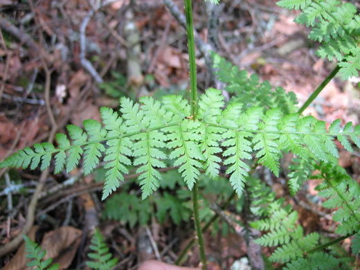 image of Dryopteris intermedia, Evergreen Woodfern, Fancy Fern, Intermediate Woodfern