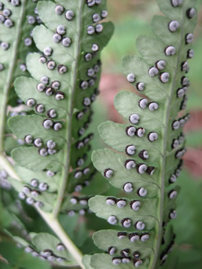 image of Dryopteris marginalis, Marginal Woodfern, Marginal Shield-fern