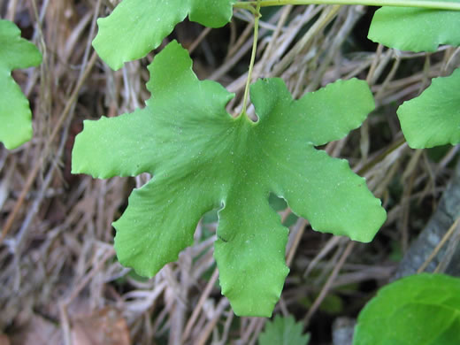 image of Lygodium palmatum, American Climbing Fern