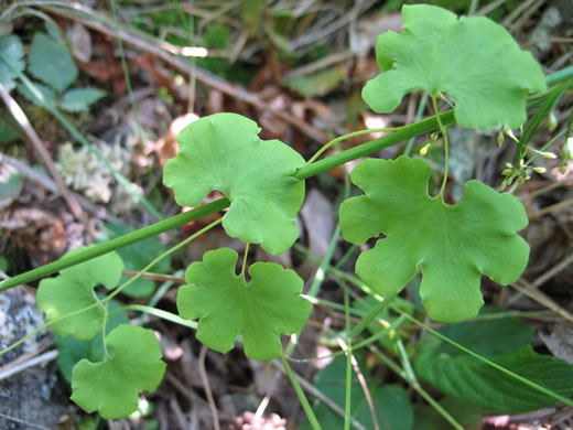 image of Lygodium palmatum, American Climbing Fern