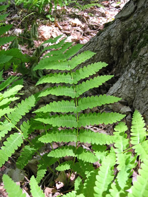 image of Osmundastrum cinnamomeum, Cinnamon Fern