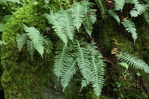 image of Polypodium appalachianum, Appalachian Rockcap Fern, Appalachian Polypody