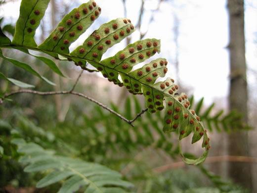 image of Polypodium appalachianum, Appalachian Rockcap Fern, Appalachian Polypody