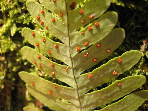 image of Polypodium appalachianum, Appalachian Rockcap Fern, Appalachian Polypody