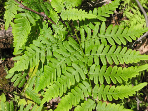 image of Pteridium latiusculum, Eastern Bracken, Brake