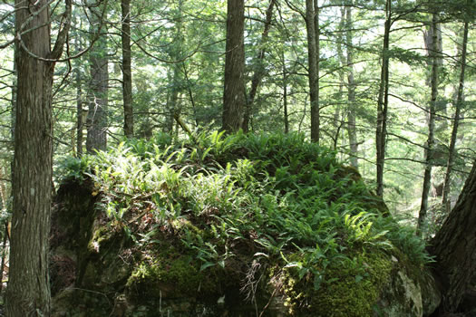 image of Polypodium virginianum, Common Rockcap Fern, Rock Polypody