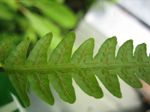 image of Anchistea virginica, Virginia Chain-fern