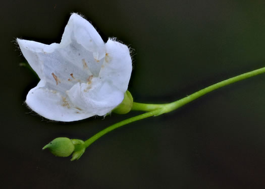 image of Stylisma humistrata, Southern Dawnflower