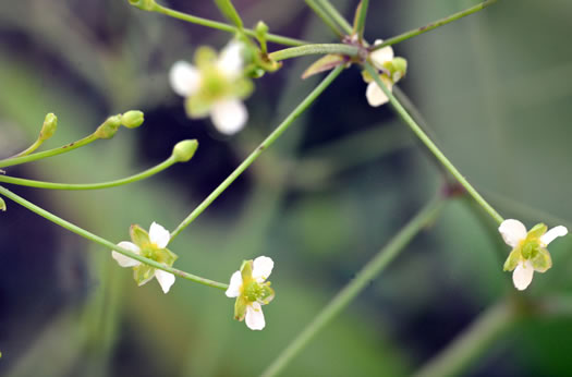 panicle