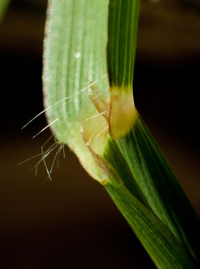 ligule