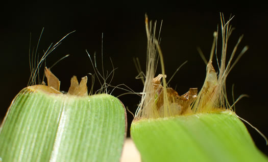 ligule