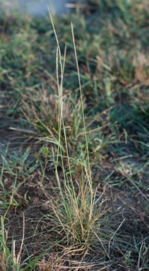 image of Sporobolus indicus, Smut-grass, Blackseed