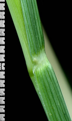 image of Sporobolus indicus, Smut-grass, Blackseed