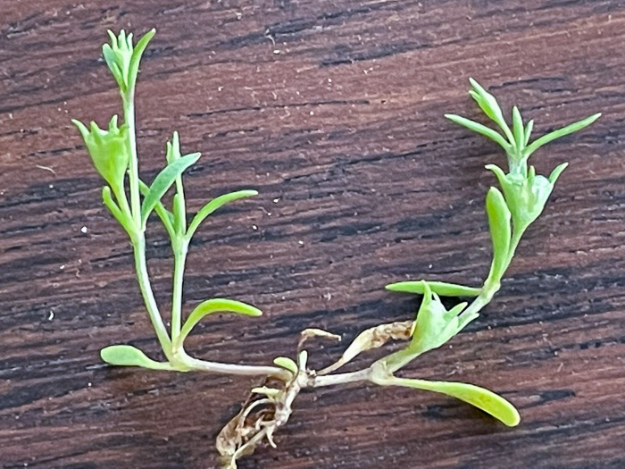 image of Houstonia rosea, Rose Bluet, Pygmy Bluet