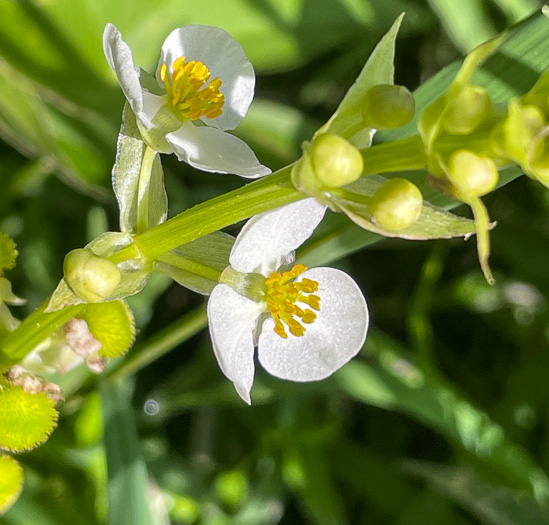 image of Sagittaria australis, Appalachian Arrowhead, Southern Arrowhead, Longbeak Arrowhead