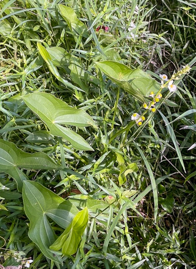 Sagittaria australis, Appalachian Arrowhead, Southern Arrowhead, Longbeak Arrowhead