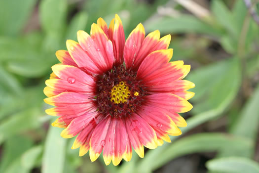 image of Gaillardia pulchella var. drummondii, Beach Blanket-flower, Gaillardia, Firewheel, Indian Blanket Flower