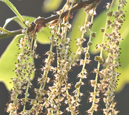 Water Oak