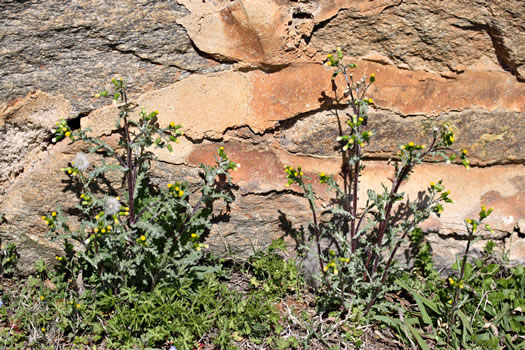 image of Senecio vulgaris, Groundsel