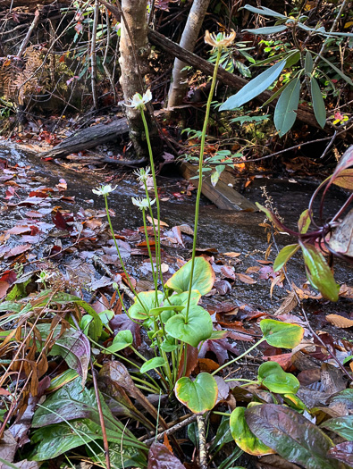 image of Parnassia grandifolia, Bigleaf Grass-of-Parnassus, Limeseep Parnassia