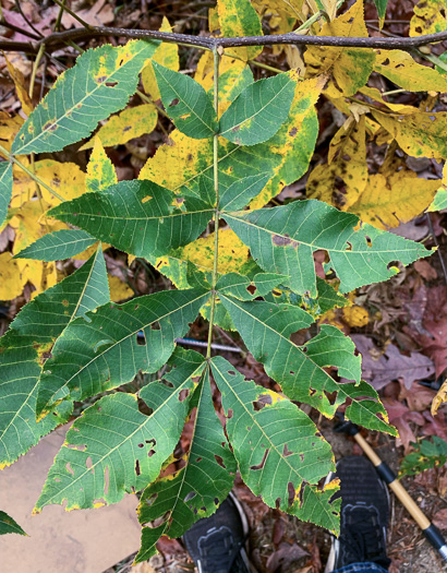 image of Carya pallida, Sand Hickory, Pale Hickory