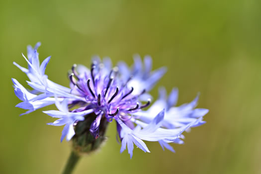 image of Cyanus segetum, Bachelor's Buttons, Cornflower