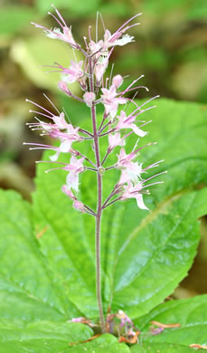 image of Collinsonia verticillata, Whorled Horsebalm