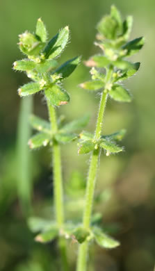 image of Galium pedemontanum, Piedmont Crosswort, Piedmont Bedstraw