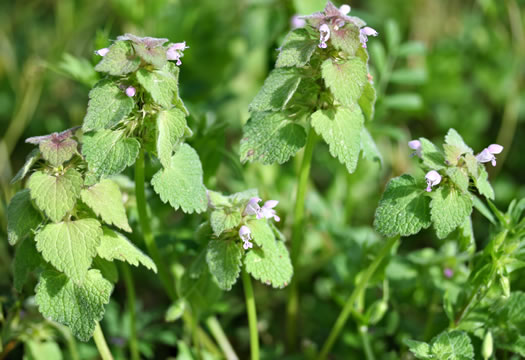 image of Lamium purpureum, Purple Deadnettle, Red Deadnettle, Purple Archangel