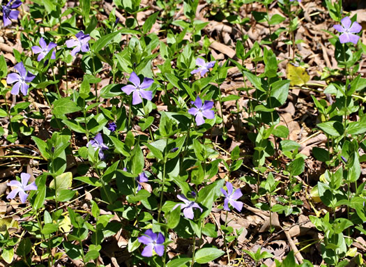 image of Vinca major, Bigleaf Periwinkle, Greater Periwinkle