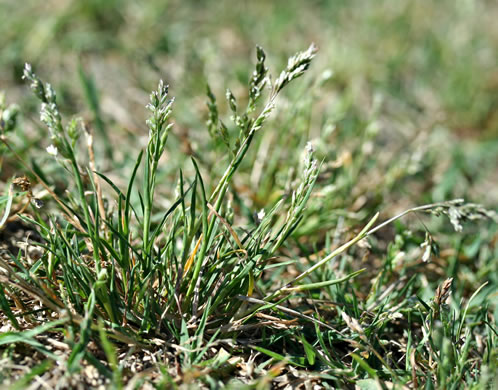 image of Poa annua, Annual Bluegrass, Six-weeks Grass, Speargass