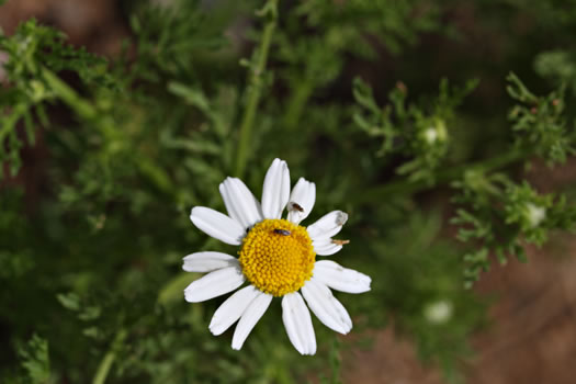 image of Anthemis cotula, Stinking Chamomile, Stinking Mayweed, Dog-fennel, Chigger-weed