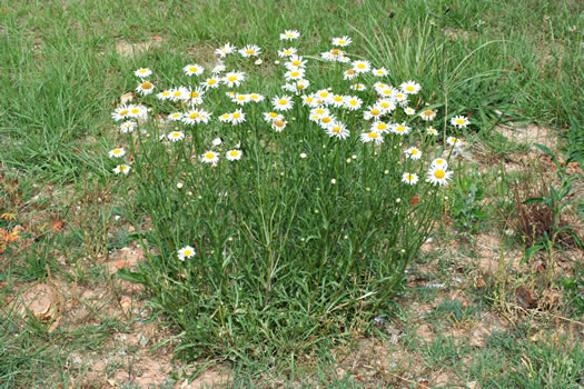 image of Leucanthemum vulgare, Oxeye Daisy, Common Daisy