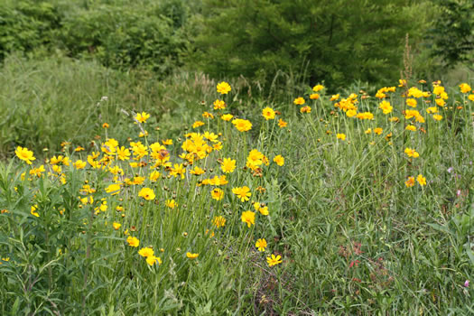 image of Coreopsis grandiflora var. grandiflora, Large-flowered Coreopsis, Largeflower Tickseed