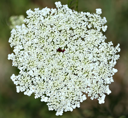 image of Daucus carota ssp. carota, Queen Anne's Lace, Wild Carrot, Bird's Nest