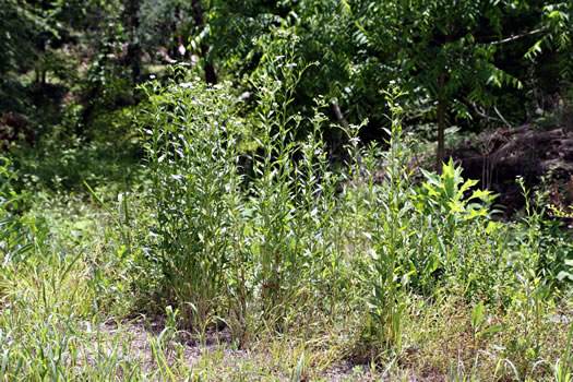 image of Erigeron annuus, Annual Fleabane