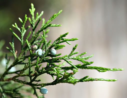 image of Juniperus virginiana, Eastern Red Cedar