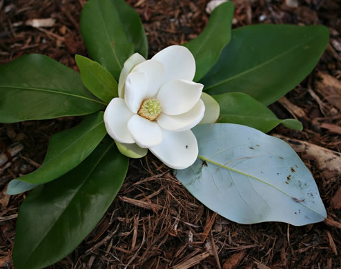 image of Magnolia virginiana +, Sweetbay, Sweetbay Magnolia, Swampbay