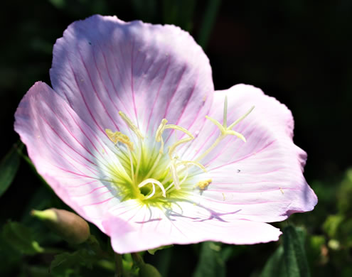 image of Oenothera speciosa, Showy Evening Primrose, White Evening Primrose, Pink-ladies, Pink Evening Primrose