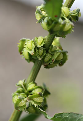 image of Rumex pulcher, Fiddle Dock