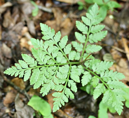 image of Botrypus virginianus, Rattlesnake Fern, Sang-find