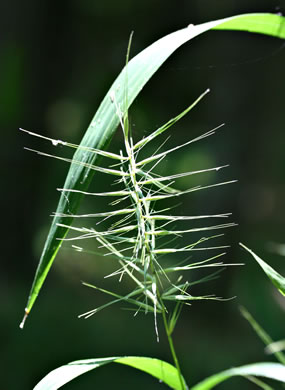 image of Elymus hystrix var. hystrix, Common Bottlebrush Grass, Eastern Bottlebrush-grass