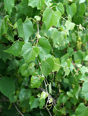 image of Vitis baileyana, Possum Grape