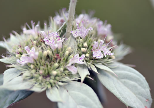 image of Pycnanthemum incanum +, Hoary Mountain-mint, White Mountain-mint