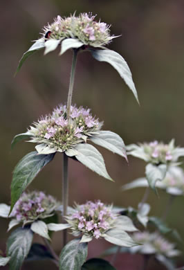 image of Pycnanthemum incanum +, Hoary Mountain-mint, White Mountain-mint